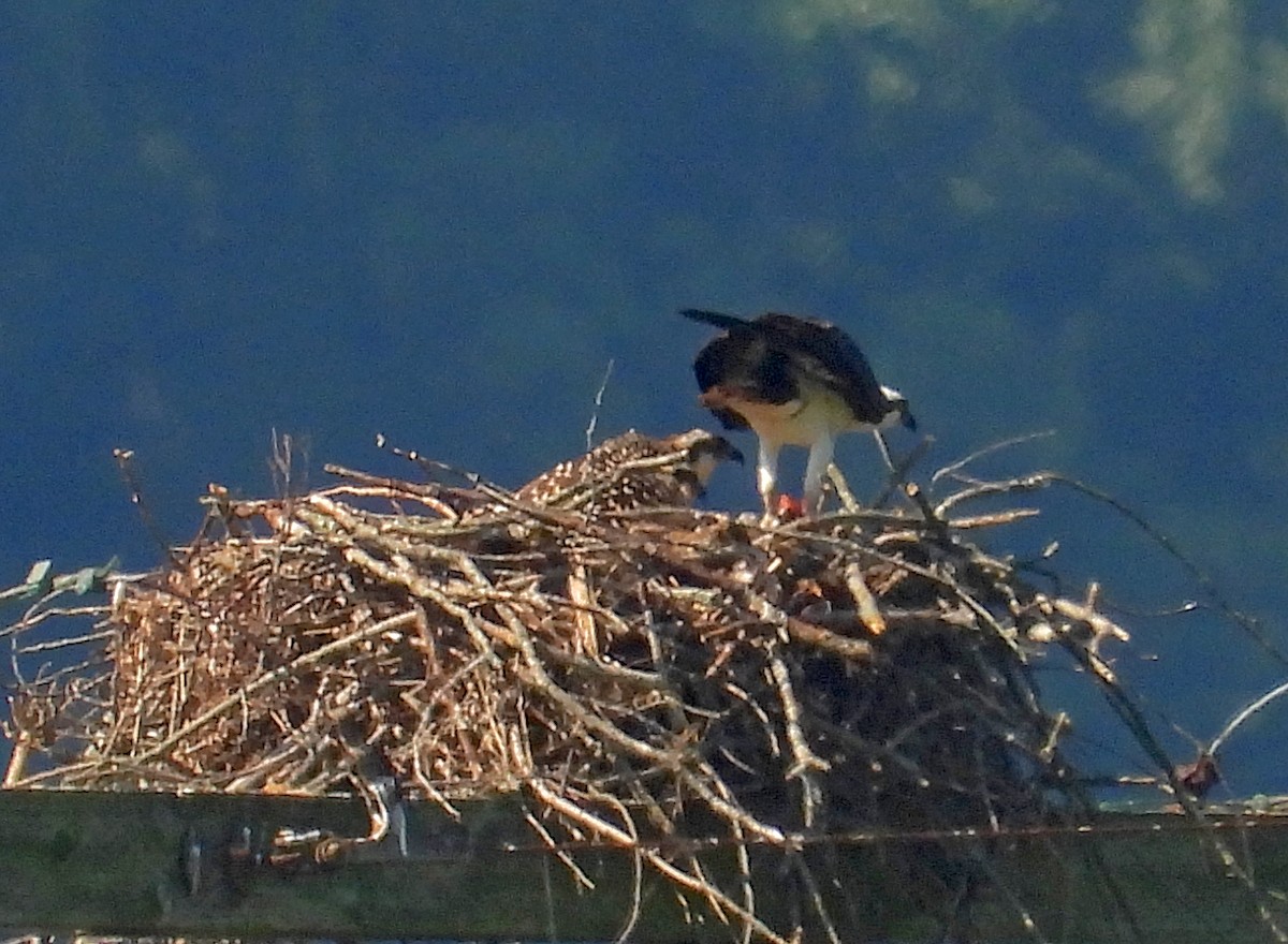 Falco pescatore - ML638574326