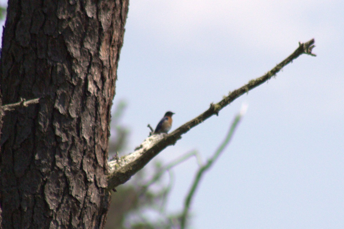 Eastern Bluebird - ML638574327