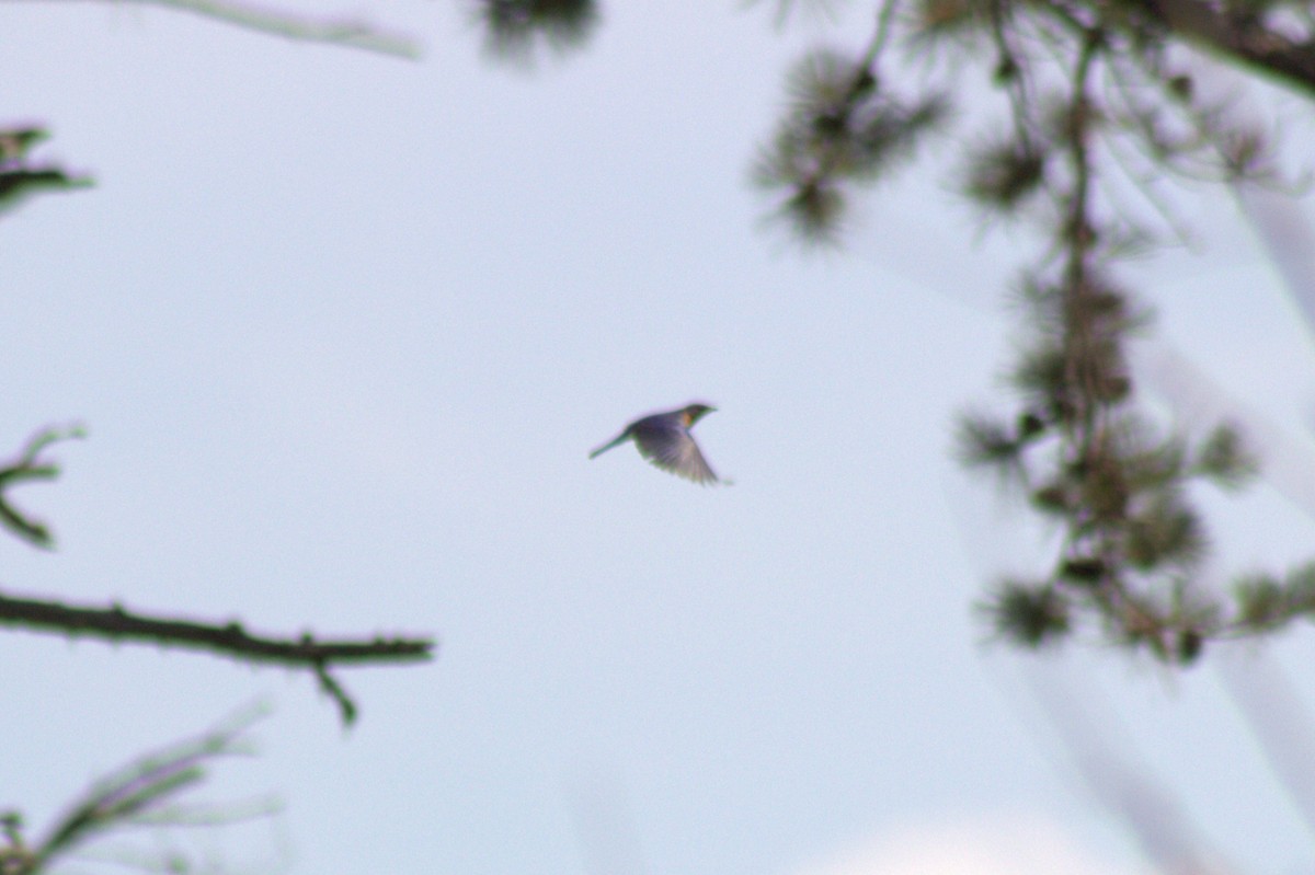 Eastern Bluebird - ML638574328