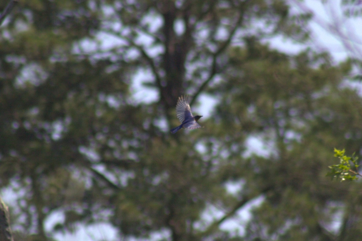 Eastern Bluebird - ML638574329
