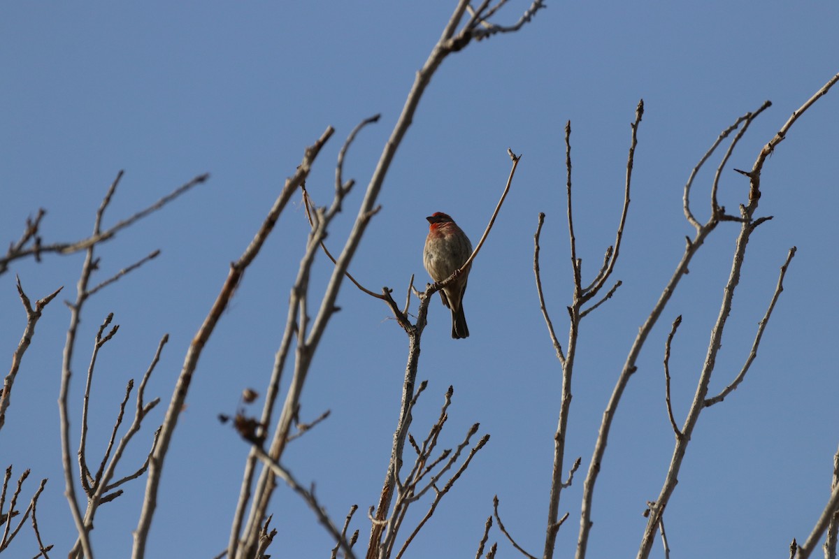 House Finch - ML638574331