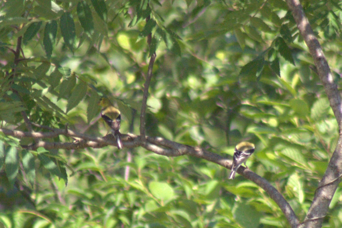 American Goldfinch - ML638574332