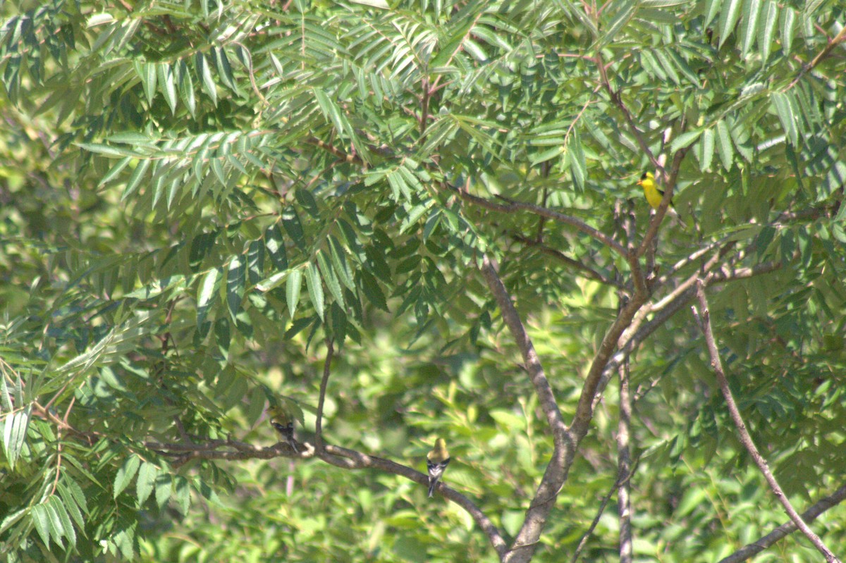 American Goldfinch - ML638574333