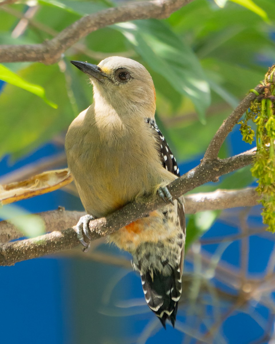 Red-crowned Woodpecker - ML638574334