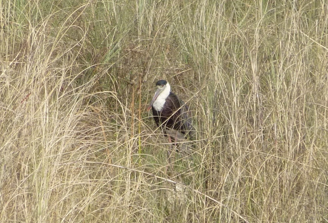 Asian Woolly-necked Stork - ML638574335
