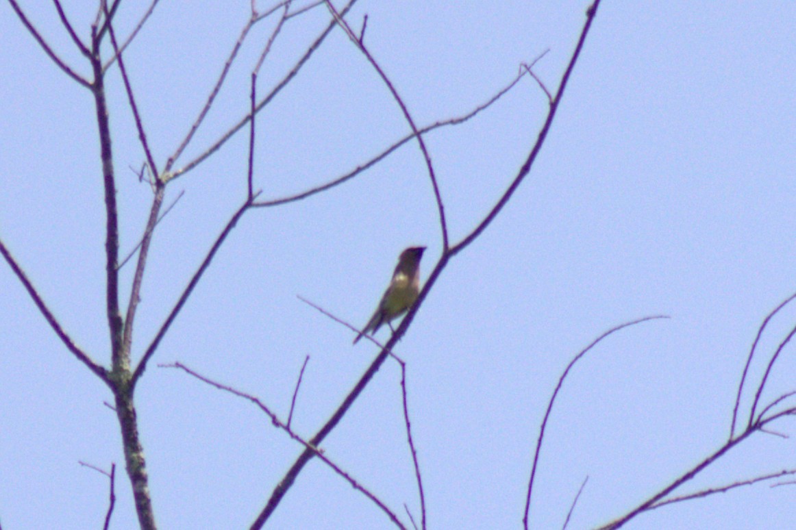 Cedar Waxwing - ML638574339