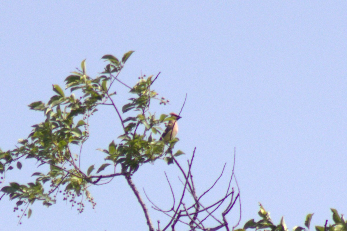 Cedar Waxwing - ML638574340