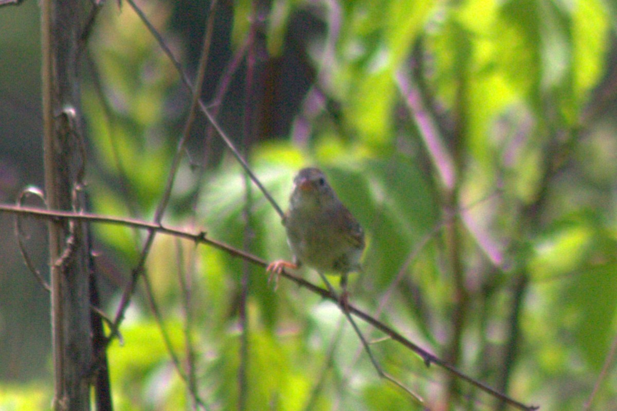 Field Sparrow - ML638574351