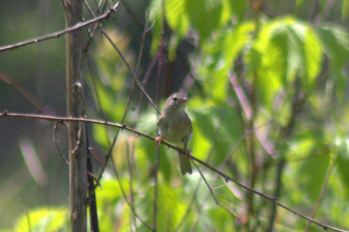 Field Sparrow - ML638574352