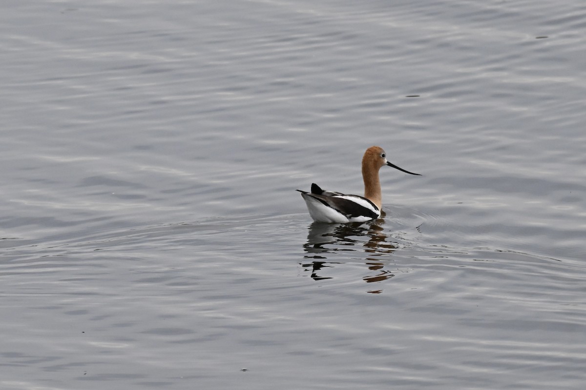 American Avocet - ML638574373