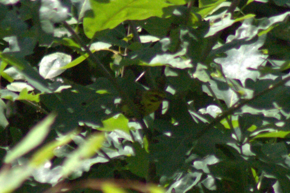 Prairie Warbler - ML638574378