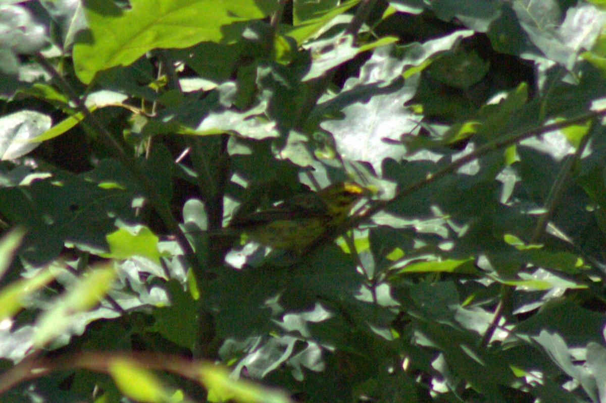 Prairie Warbler - ML638574379