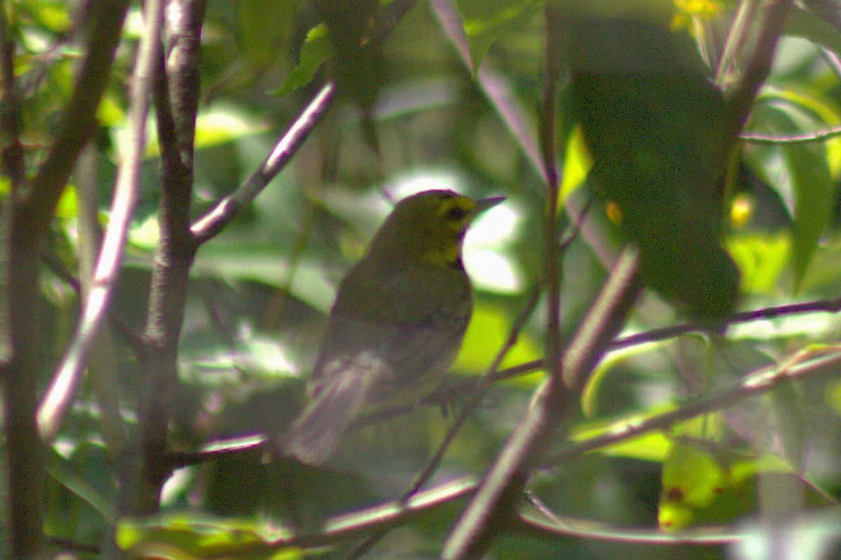 Prairie Warbler - ML638574381