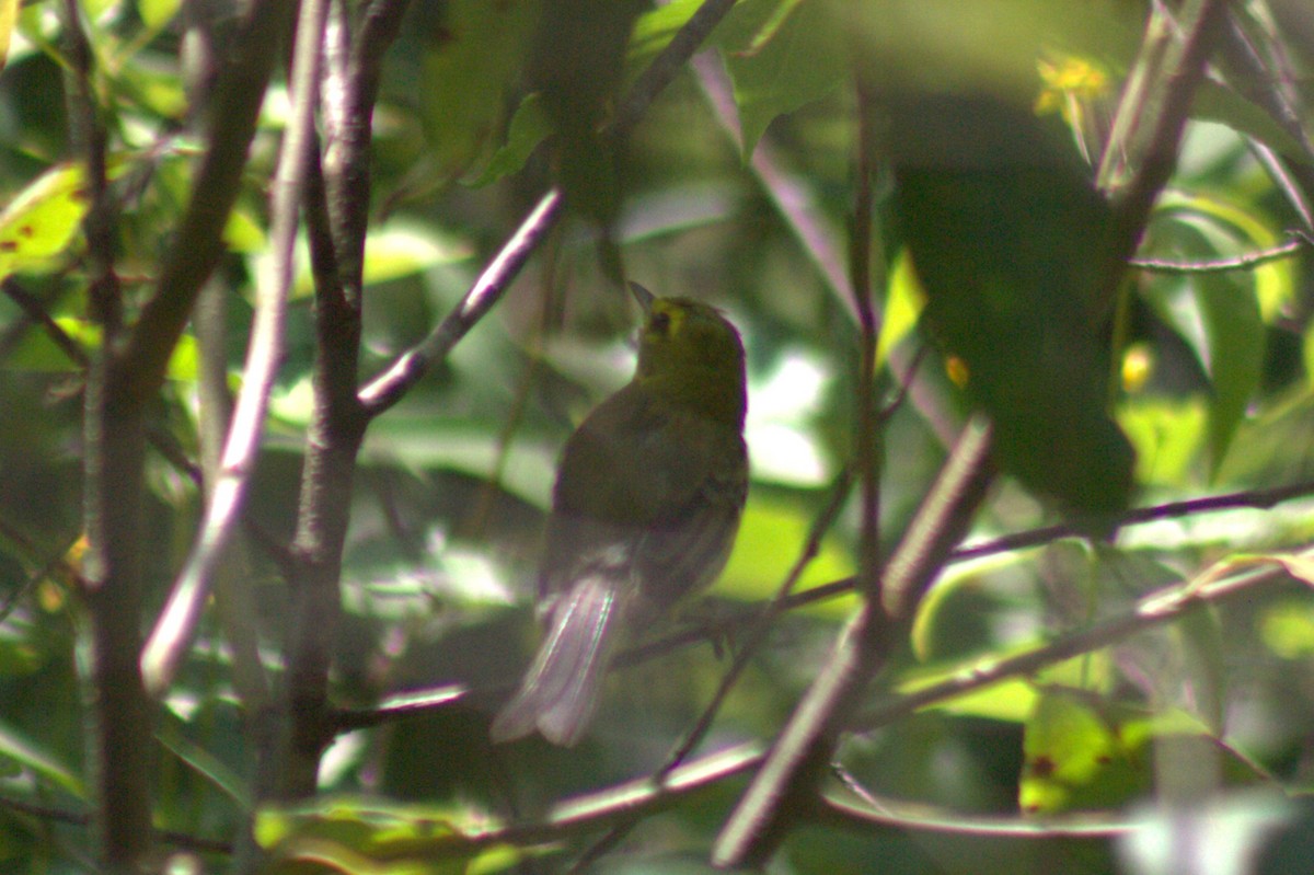 Prairie Warbler - ML638574382