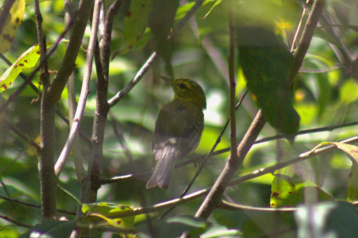 Prairie Warbler - ML638574383