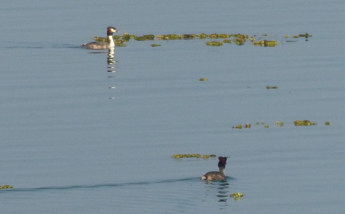 Great Crested Grebe - ML638574386