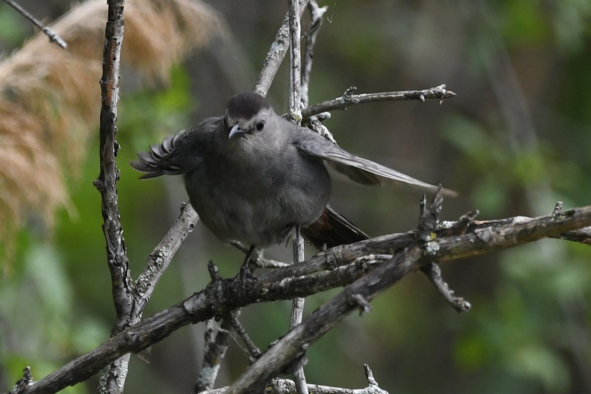 Gray Catbird - ML638574387