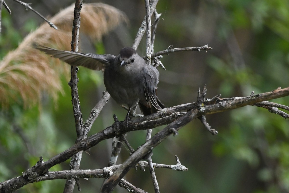 Gray Catbird - ML638574388