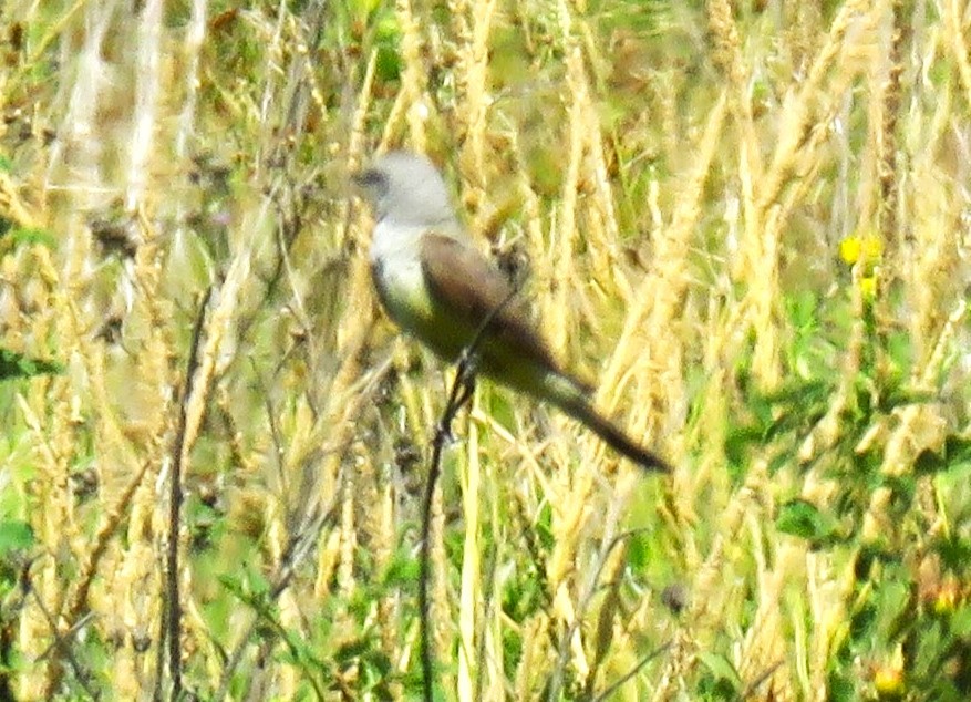 Western Kingbird - ML638574389