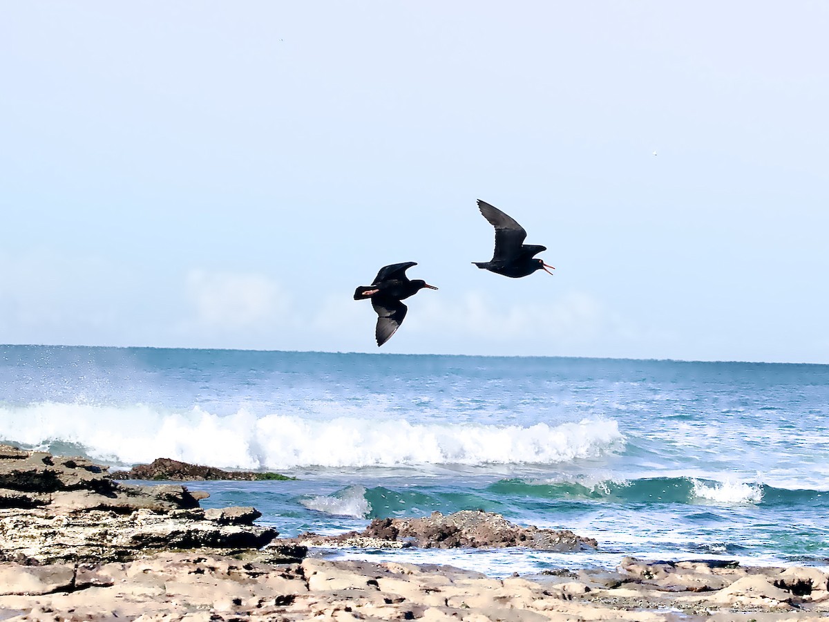 Sooty Oystercatcher - ML638574390