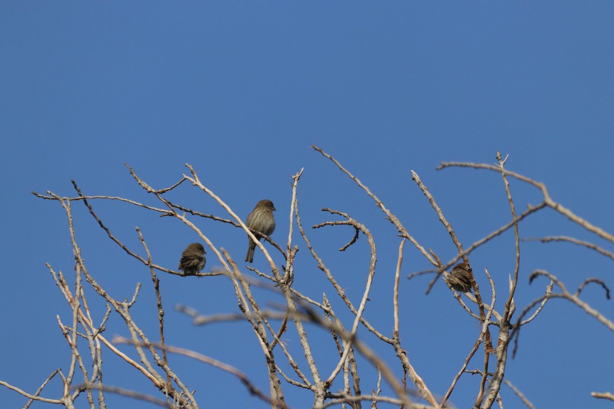 House Finch - ML638574391
