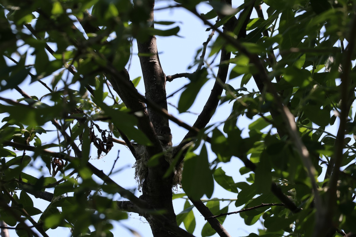 Least Flycatcher - ML638574395