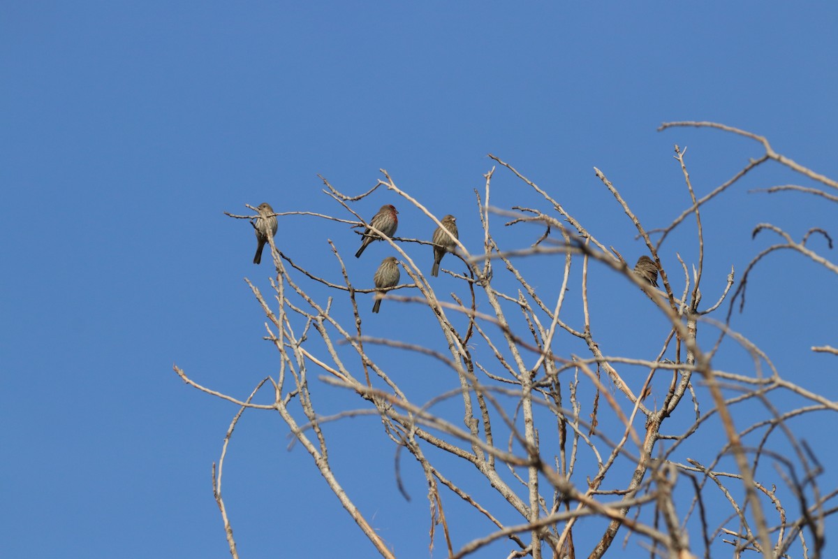 House Finch - ML638574396