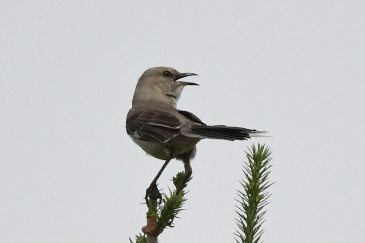 Northern Mockingbird - ML638574397