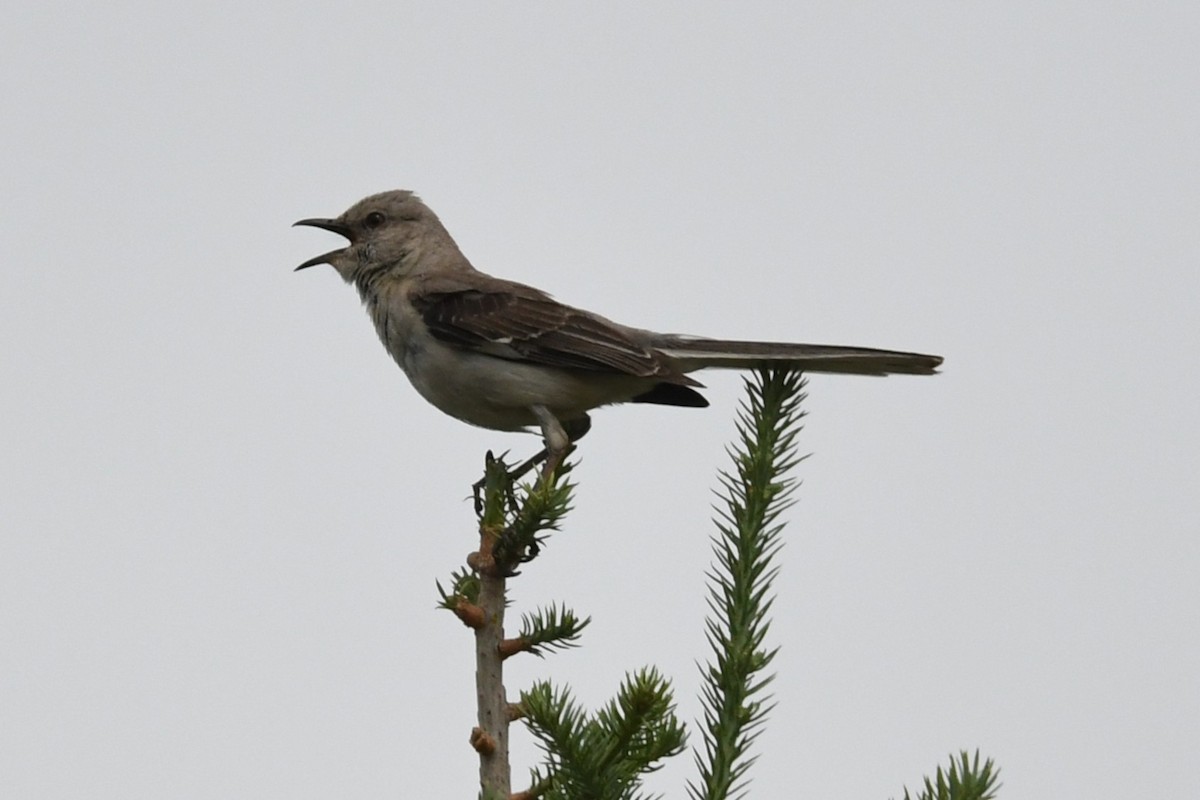 Northern Mockingbird - ML638574398