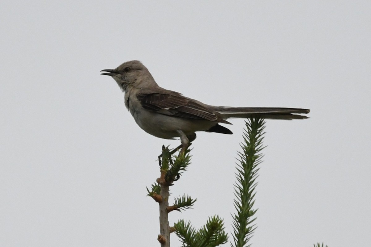 Northern Mockingbird - ML638574399