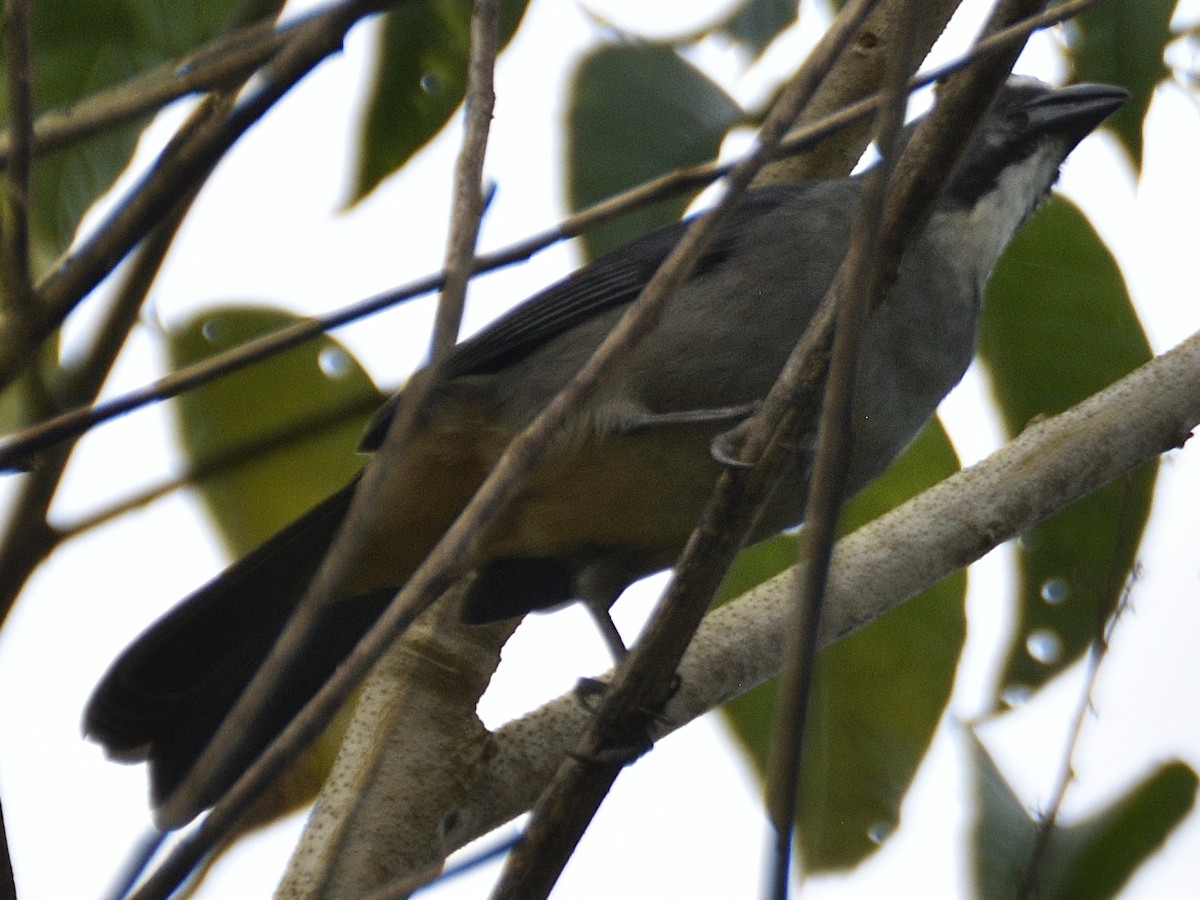Bluish-gray Saltator - ML638574401