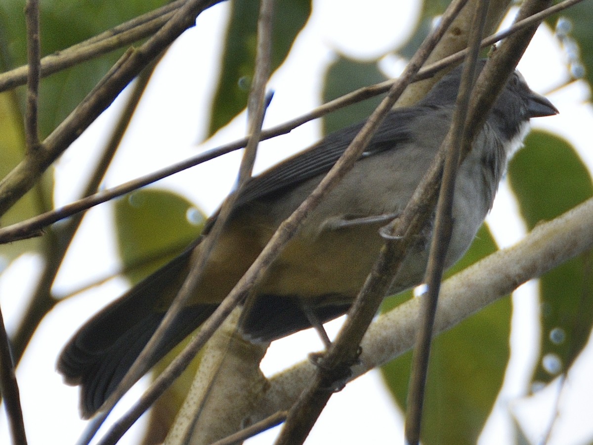Bluish-gray Saltator - ML638574402