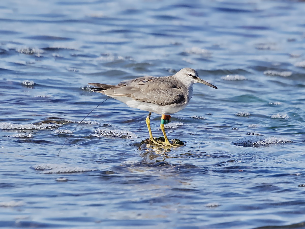 Gray-tailed Tattler - ML638574403