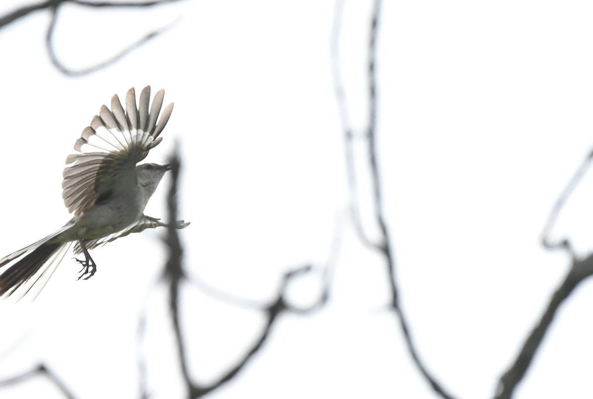 Northern Mockingbird - ML638574405