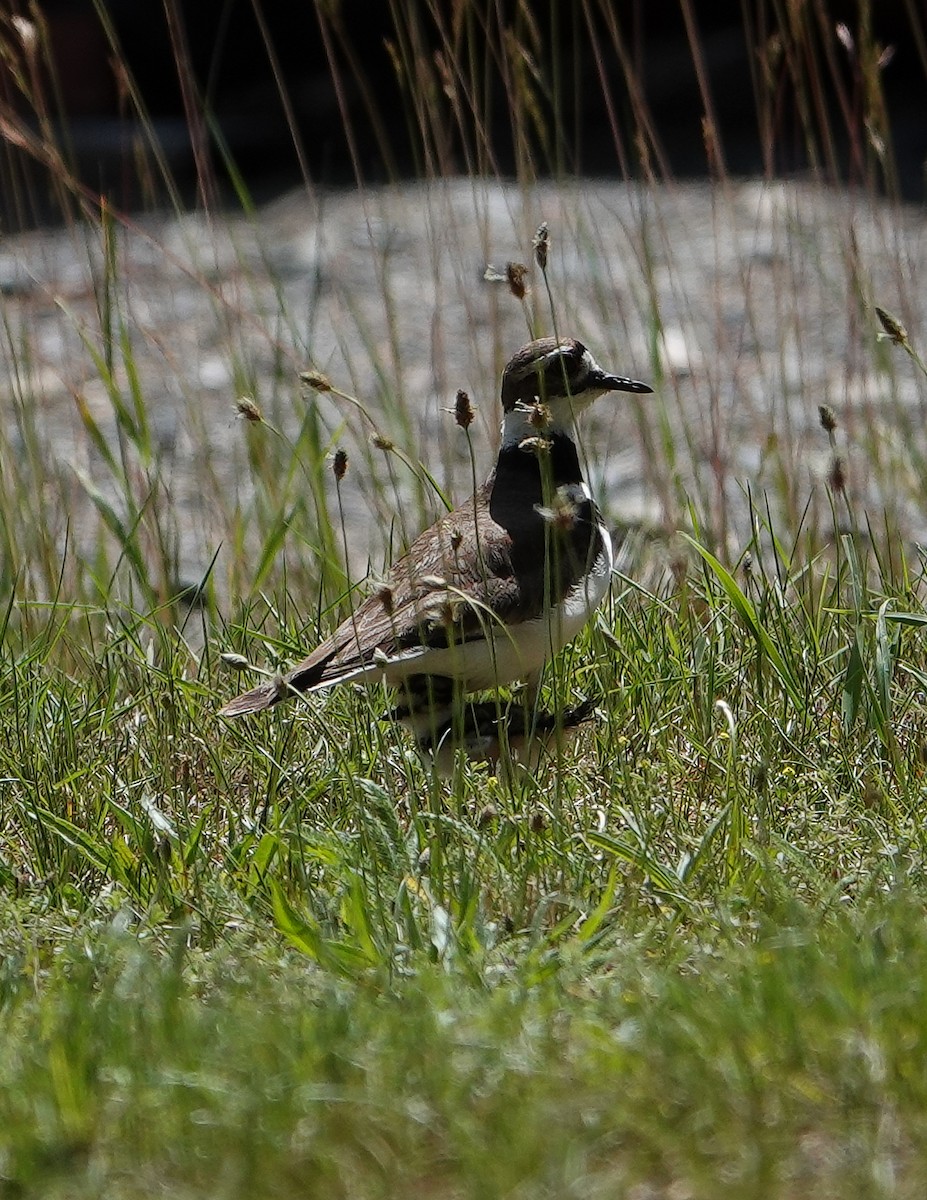 Killdeer - ML638574411