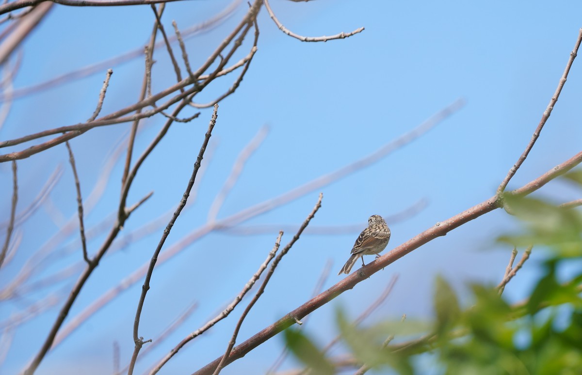 Vesper Sparrow - ML638574435
