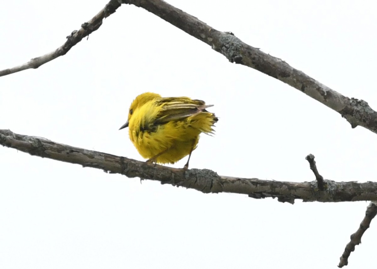Goldwaldsänger - ML638574439
