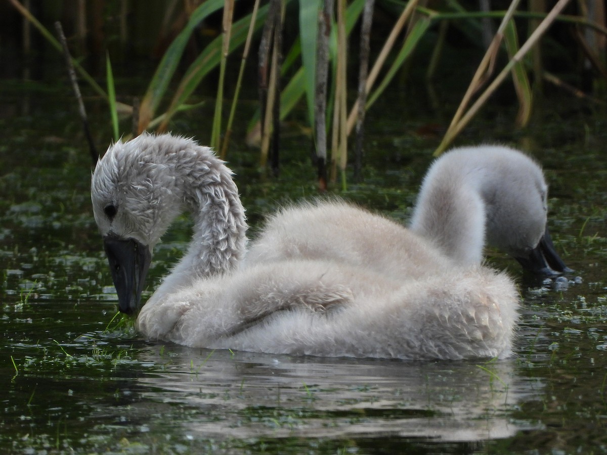 Höckerschwan - ML638574464