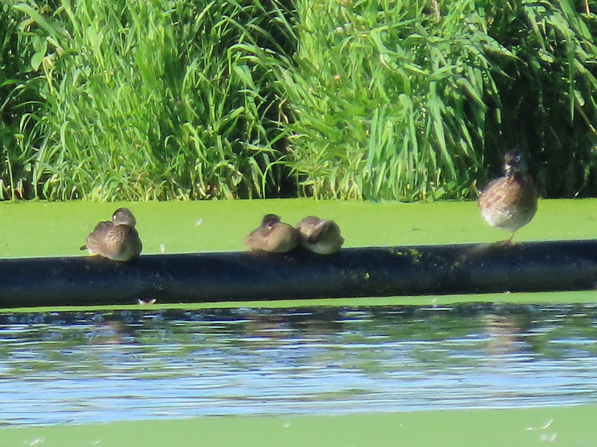 Wood Duck - ML638574563