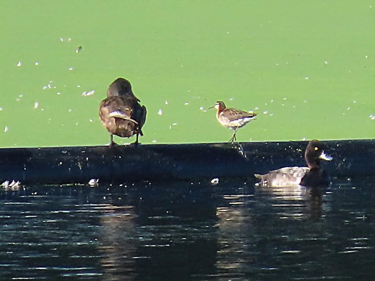 Wilson's Phalarope - ML638574571
