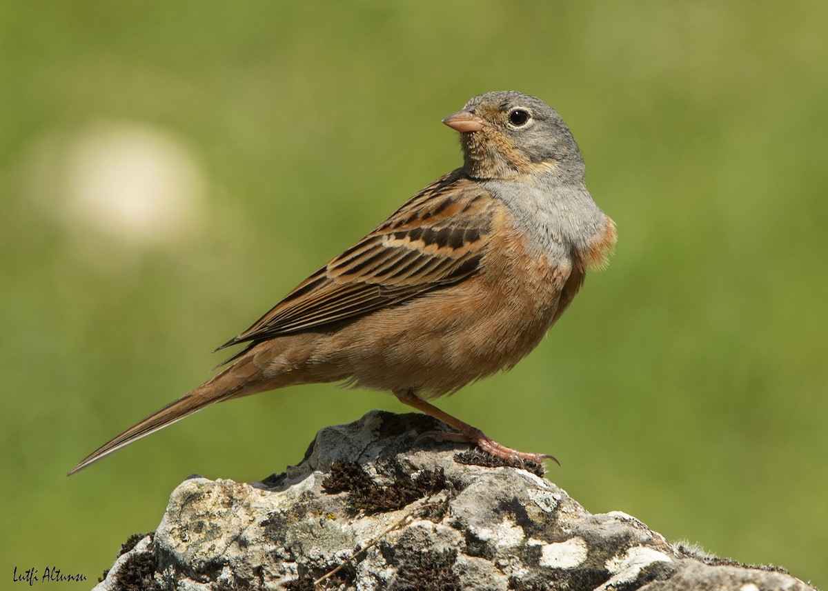 Cretzschmar's Bunting - ML638574578