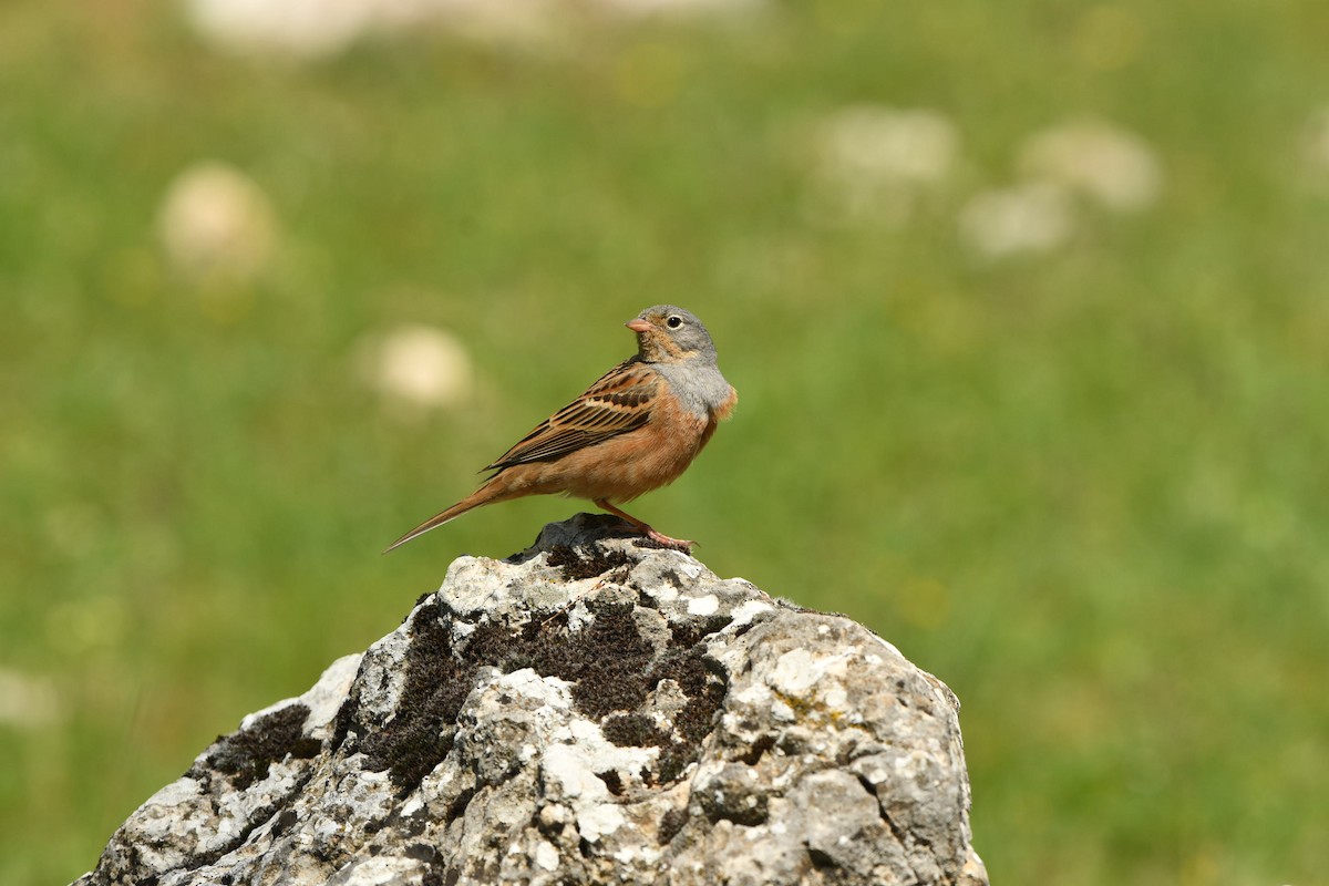 Cretzschmar's Bunting - ML638574582