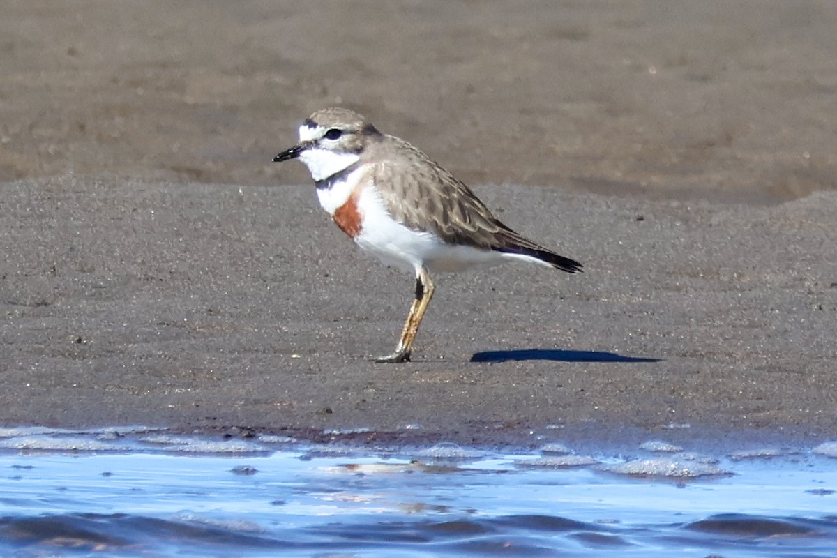 Double-banded Plover - ML638574596