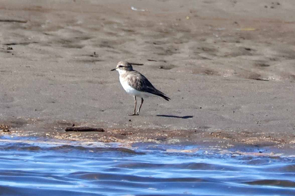 Double-banded Plover - ML638574598