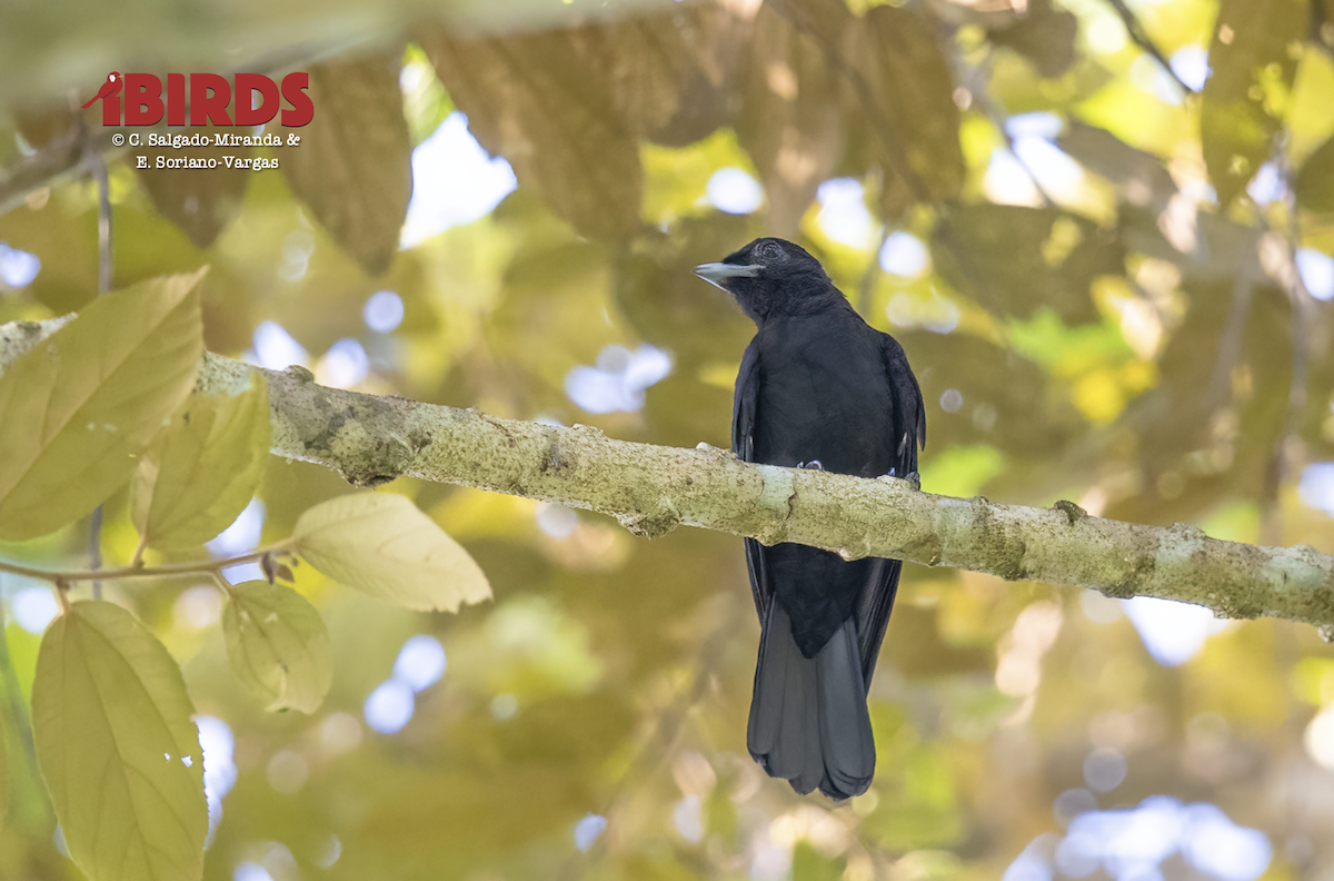 Purple-throated Fruitcrow - ML638574609