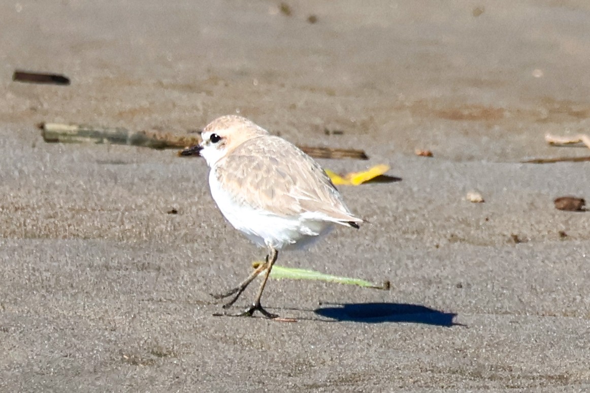 Red-capped Plover - ML638574615