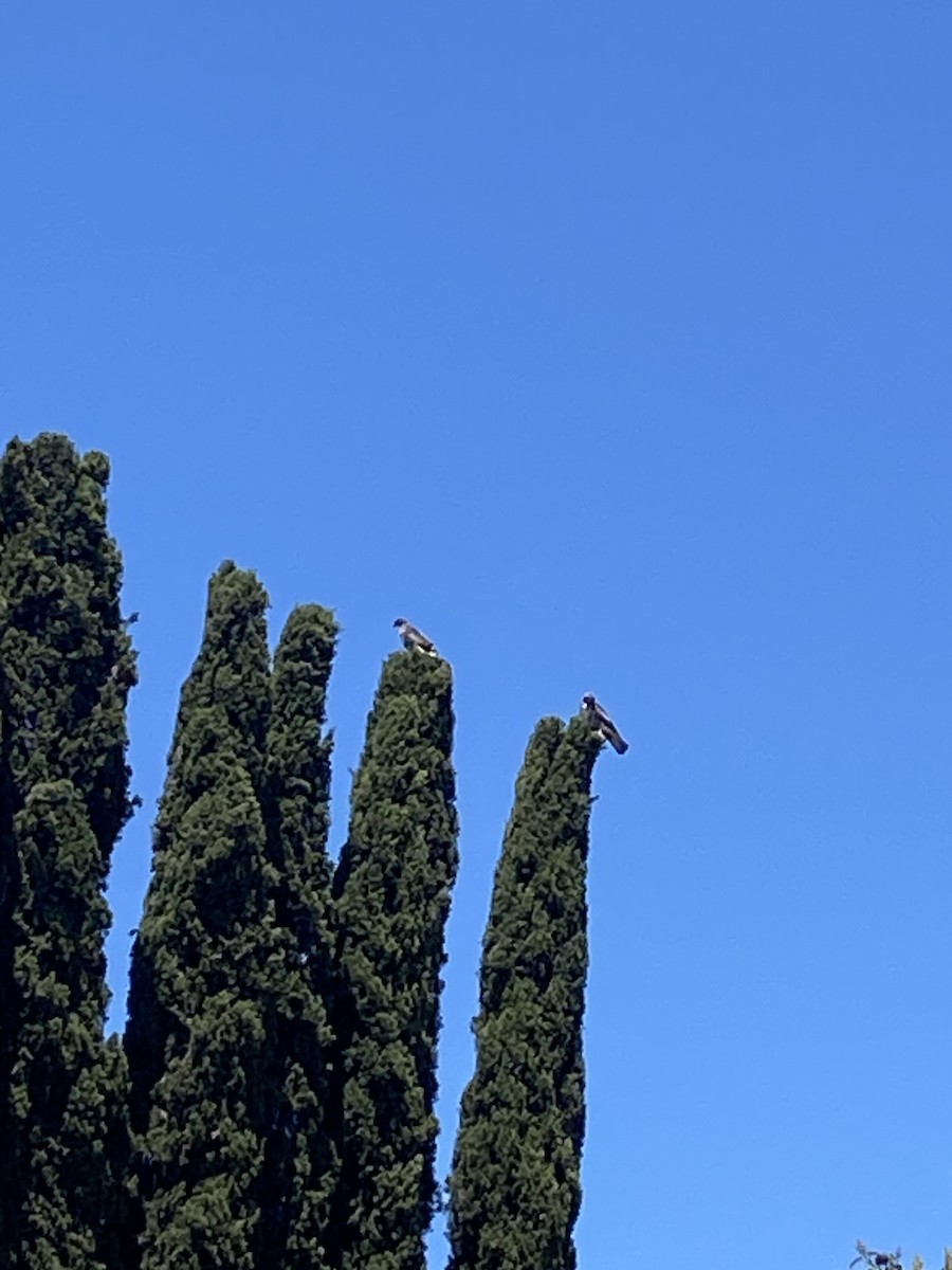 Red-tailed Hawk - ML638574650