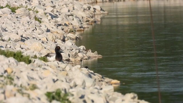 Lesser Scaup - ML638574662