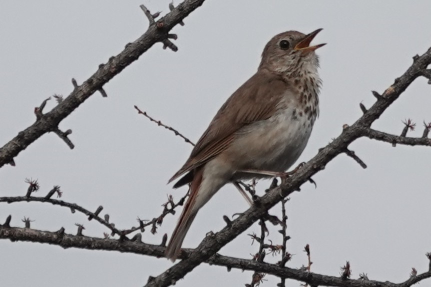 Hermit Thrush - ML638574699