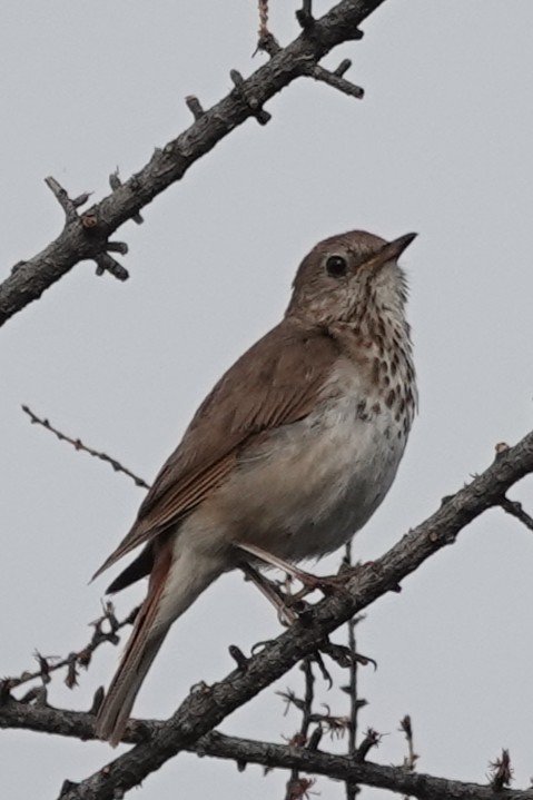 Hermit Thrush - ML638574700